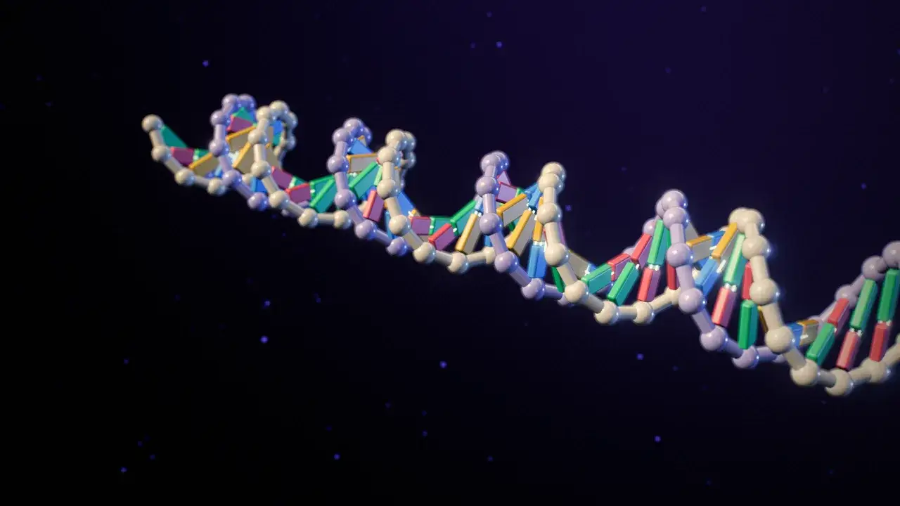 Close-up of the DNA double helix with coloured base pairs and a bead-like backbone