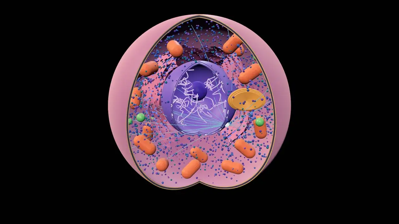 An animal cell with one quarter cut away: purple nucleus, pink ER sheets, orange mitochondria and a golden Golgi stack